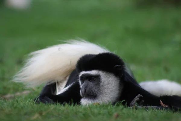 Monos Simios Animales Primarios —  Fotos de Stock