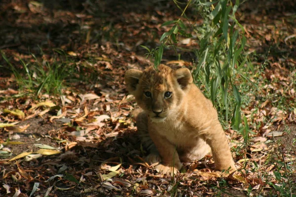 Animali Giovani Attenzione Selettiva — Foto Stock