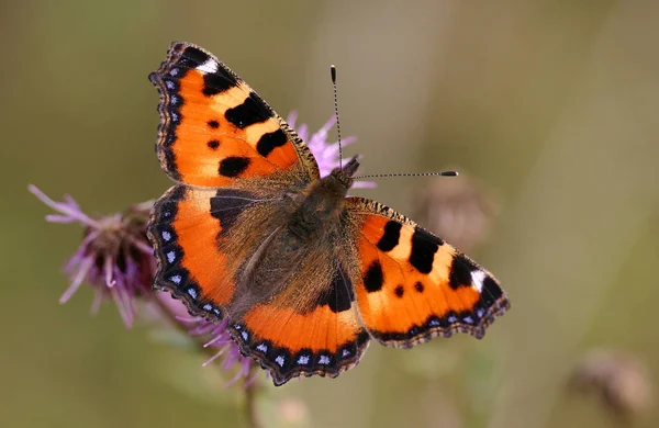 Est Des Papillons Les Communs Parmi Nous — Photo