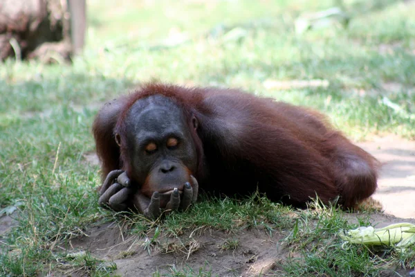 Orangutangapa Apdjur — Stockfoto