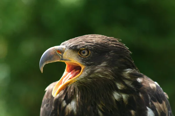 Vacker Utsikt Över Majestätisk Skallig Örn Vild Natur — Stockfoto