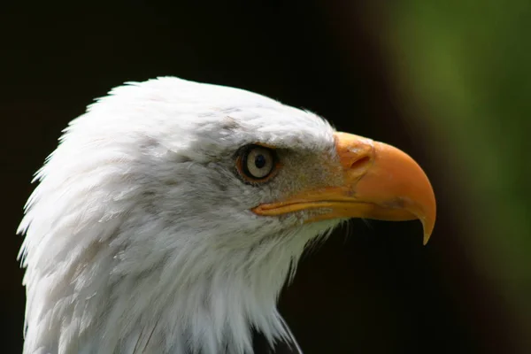 Scenic View Majestic Bald Eagle — Stock Photo, Image