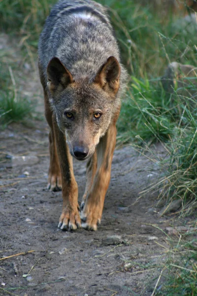 Wolfstier Der Natur Raubtier — Stockfoto