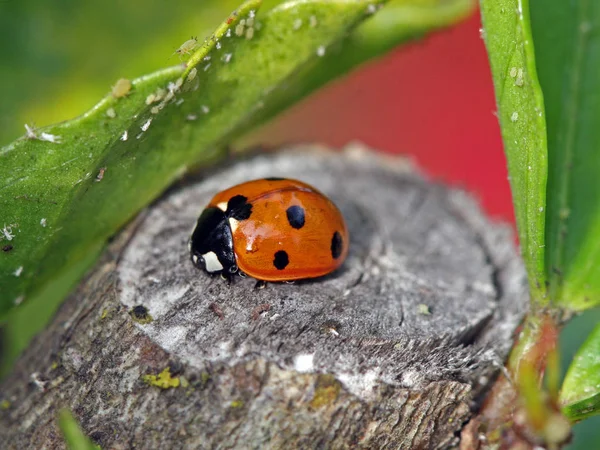 Vista Cerca Lindo Insecto Mariquita — Foto de Stock