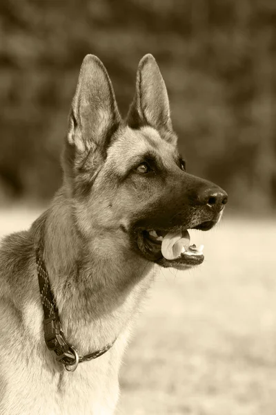 German Shepherd Portrait — Stock Photo, Image