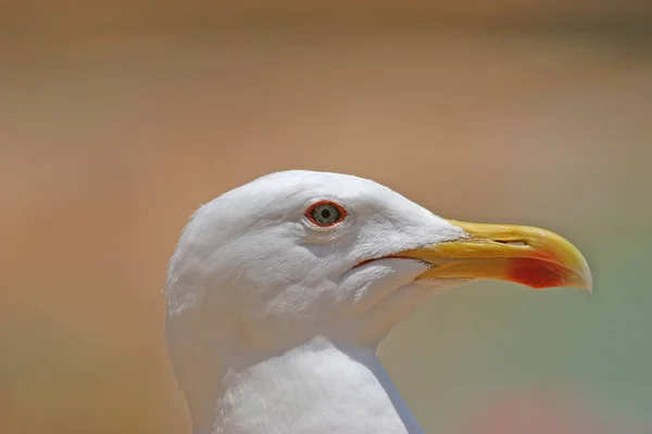 Мальовничий Вид Красивих Птахів Чайки Природі — стокове фото
