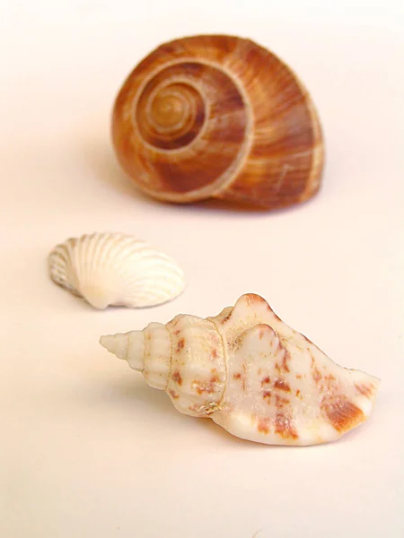 Snail Shell Invertebrate Helix — Stock Photo, Image
