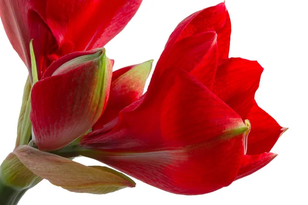 Amaryllis Çiçek Yaprakları Bitki Çiçekleri — Stok fotoğraf