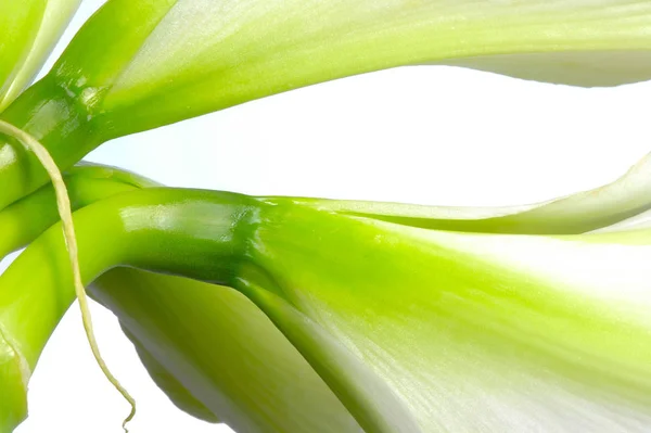 Amaryllis Květy Okvětní Lístky Flóra — Stock fotografie