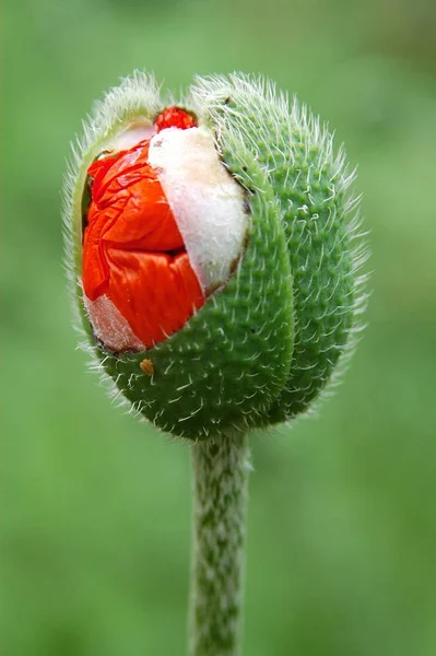 Vista Cerca Hermosas Flores Amapola Silvestre — Foto de Stock