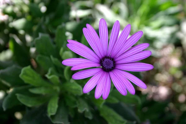 Bild Von Gänseblümchen Voller Blüte — Stockfoto