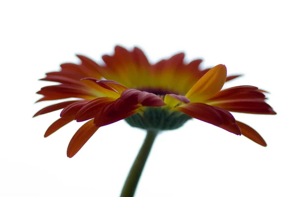 Gerbera Pétalas Flores Florescendo — Fotografia de Stock