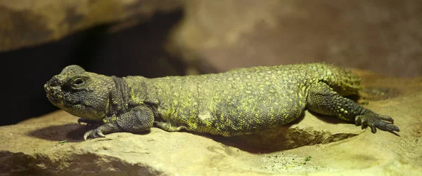 Ящерица Тропическая Рептилия — стоковое фото