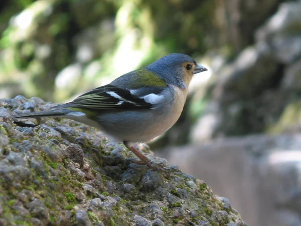 Pemandangan Indah Burung Finch Lucu — Stok Foto