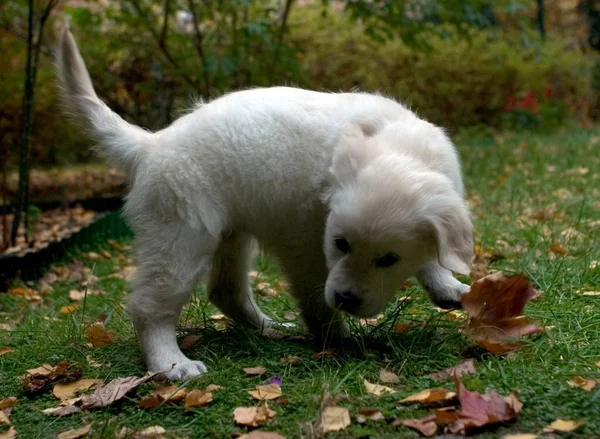 Golden Retriver Sur Fond Gros Plan — Photo