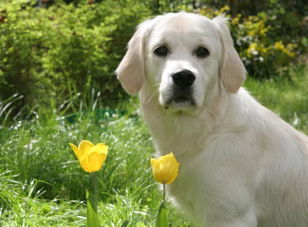 Golden Retriver Achtergrond Close — Stockfoto