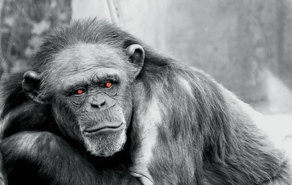 Encerramento Animais Jardim Zoológico — Fotografia de Stock