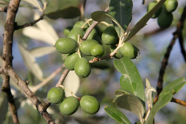 Ελιές Στο Δέντρο — Φωτογραφία Αρχείου