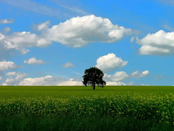 Schöne Aussicht Auf Die Natur — Stockfoto