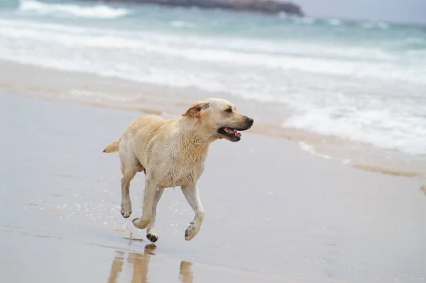 Cão Canino Tema Papel Parede Digital — Fotografia de Stock