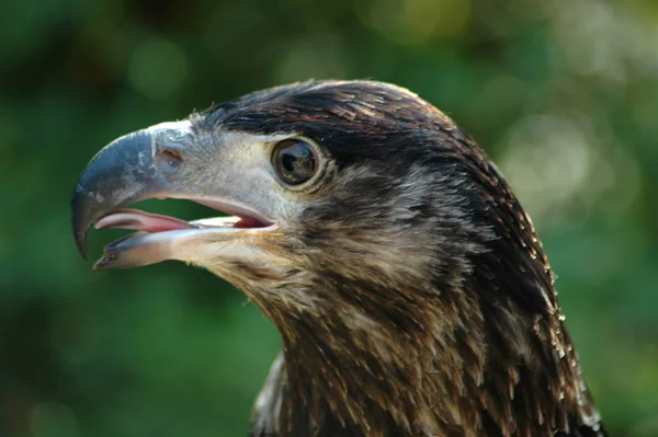 Vista Panorâmica Majestoso Predador Buzzard — Fotografia de Stock