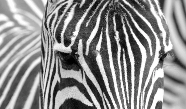 Africano Preto Branco Zebra Animal — Fotografia de Stock