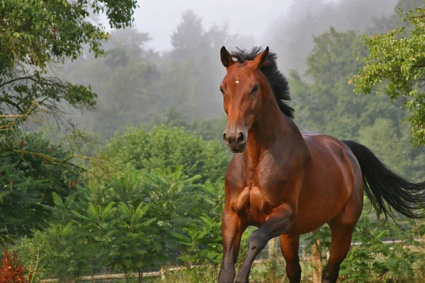 Schieten Juli Paard Gewoon Snel Dit Mist Hoeven — Stockfoto