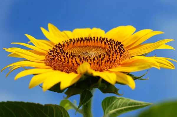 Vacker Botanisk Skott Naturliga Tapeter — Stockfoto