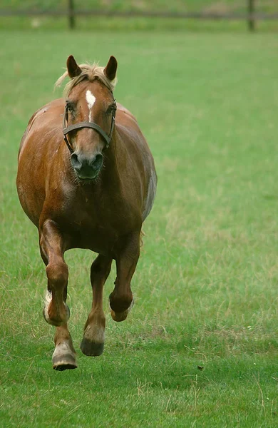 Horses Outdoors Daytime — Stock Photo, Image