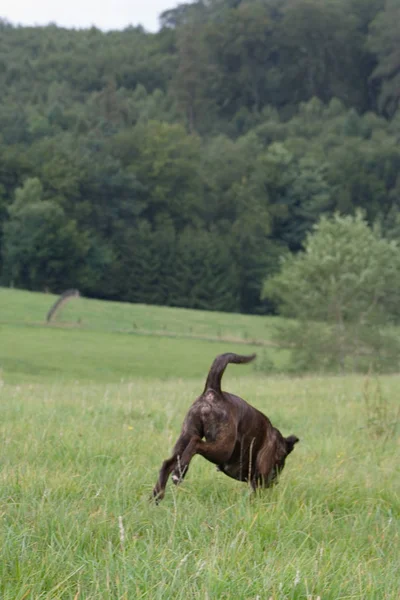 Dog Goes His Way — 스톡 사진