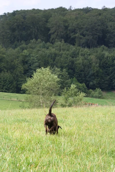 Cão Segue Seu Caminho — Fotografia de Stock