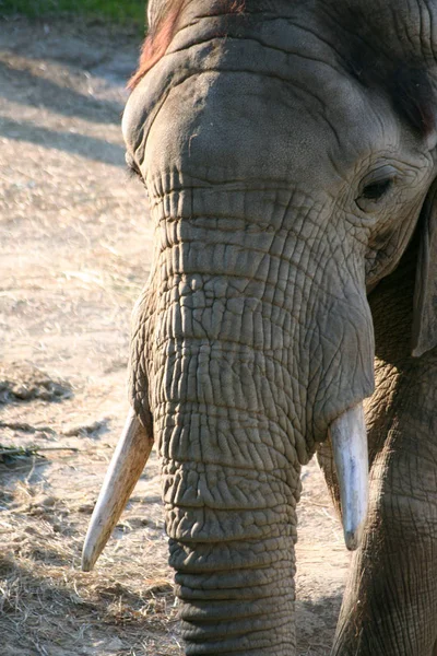 Elefante Vida Silvestre Mamífero — Foto de Stock