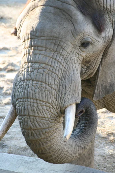 Άγρια Ζώα Ελέφαντα Θηλαστικά — Φωτογραφία Αρχείου