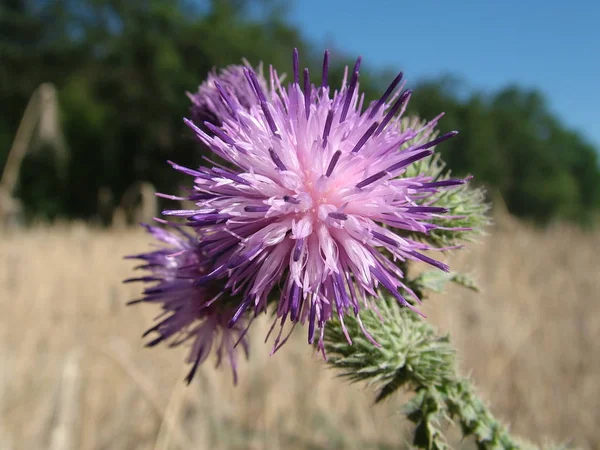 Dziki Kwiat Polny Flora Natura — Zdjęcie stockowe