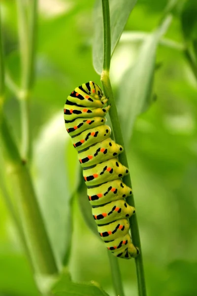 Rups Insect Kleine Worm — Stockfoto