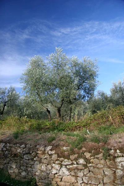 Natur Flora Und Olivenbäume — Stockfoto