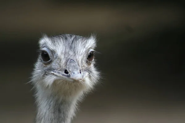 Avestruz Pássaro Animal Vida Selvagem — Fotografia de Stock