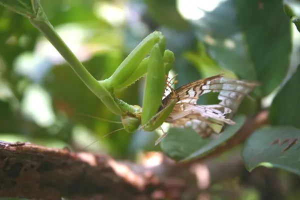 Vista Primer Plano Hermosa Mariposa Colorida —  Fotos de Stock