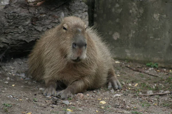 Närbild Djur Zoo — Stockfoto