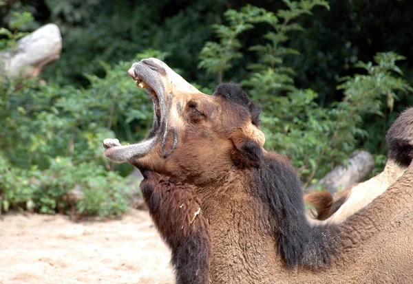 Camel Animal Nature Fauna Equine — Stock Photo, Image