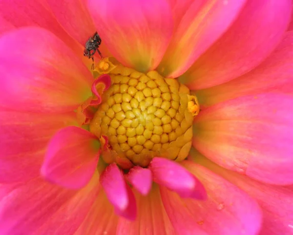 Hermoso Plano Botánico Fondo Pantalla Natural — Foto de Stock