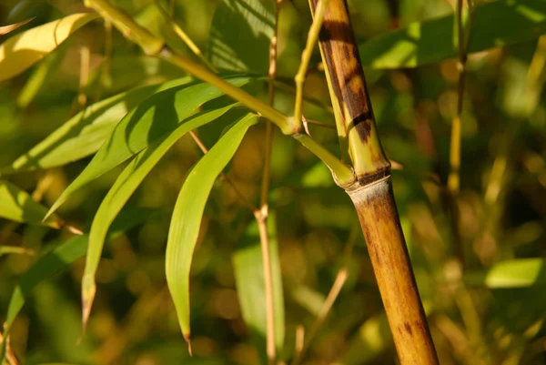Bamboe Phyllostachys Nigra Boryana — Stockfoto