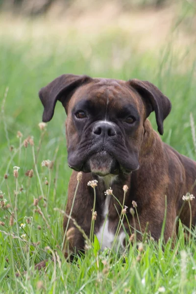 Purebred Boxer Lying Grass Out Breath Many Previous Games — Stock Photo, Image