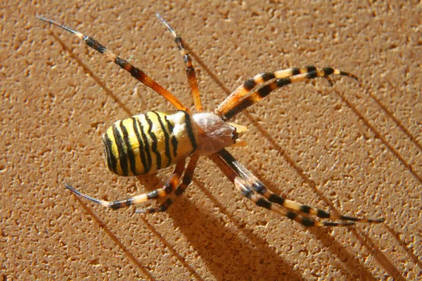 Closeup View Wasp Spider Insect — Stock Photo, Image