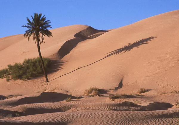 Palme Den Dünen — Stockfoto