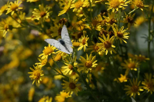 Бабочка Семенном Танацетуме Голубого Неба — стоковое фото