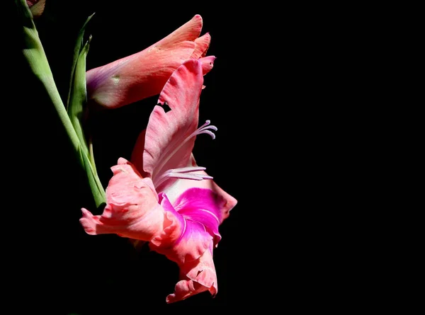 植物植物やグラジオラスの花びら — ストック写真