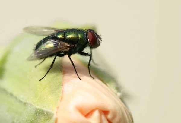 Close Van Een Insect Wilde Natuur — Stockfoto