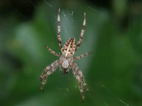 Ιστός Αράχνης Έντομο Παγίδα — Φωτογραφία Αρχείου