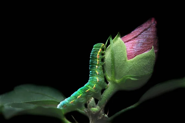 Raupenwurm Naturinsekt — Stockfoto